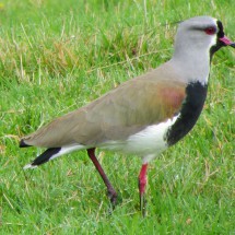 Southern Lapwing close to the church